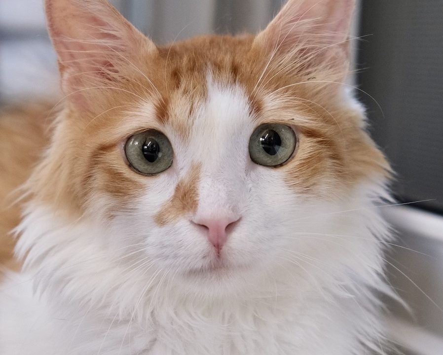 Orange and white cat looking directly at camera